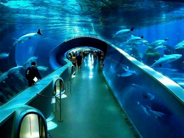Foto de acuario