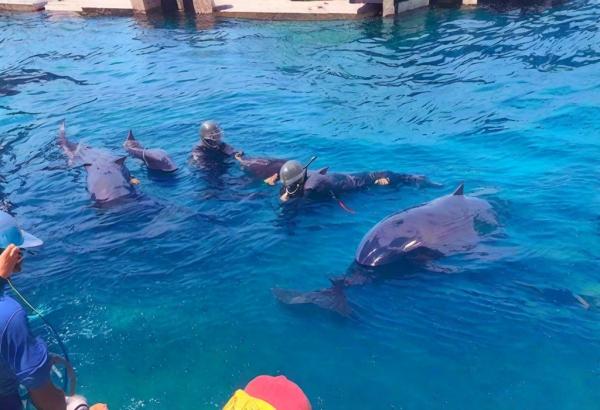 Foto de arrecife de delfines