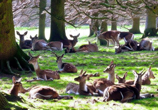 Foto de Tiergarten