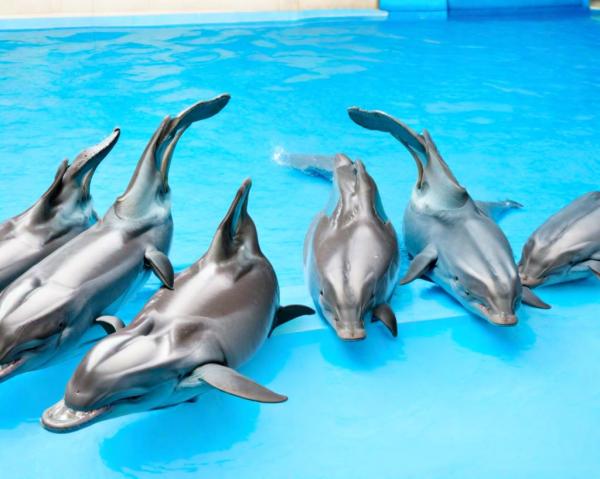 Foto del delfinario