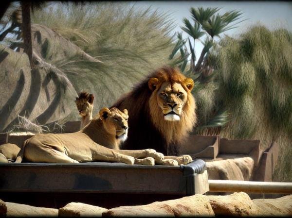 Foto de Lions Safari Park
