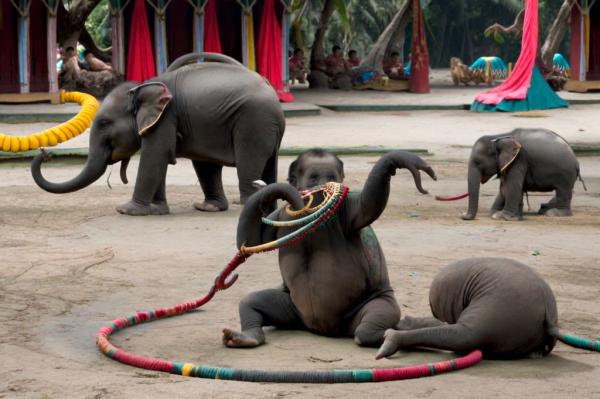 Foto del zoológico de Phuket