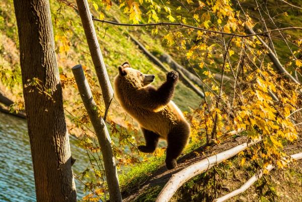 Foto de Bear Park