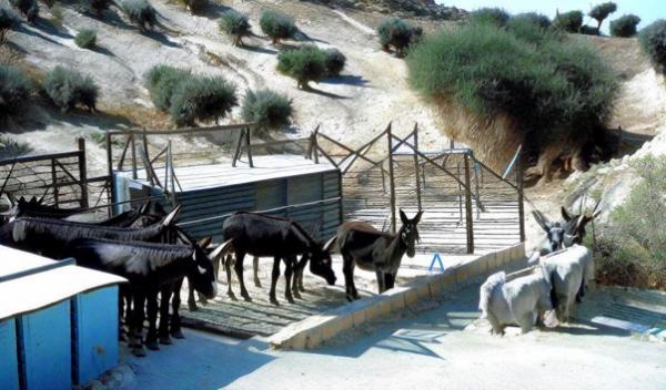 Amigos del Chipre Donkeys Park photo