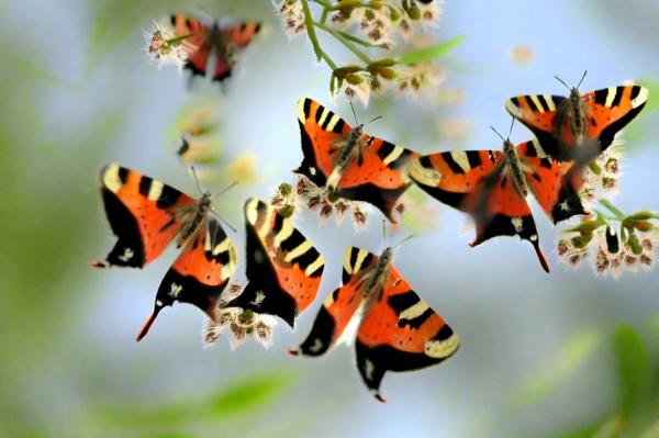 Foto de Butterfly Valley